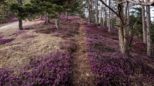 Flowering snow heather