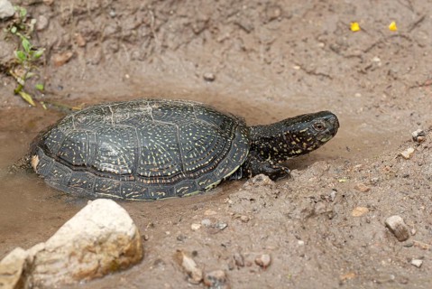 Bog turtle