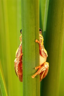 European tree frog