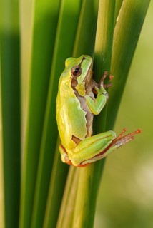 European tree frog