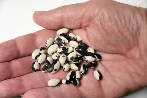 Dried bush beans in hand