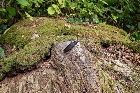 Oak goat