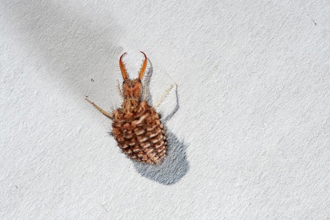 Ant lion