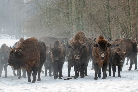 European bison