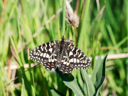 Southern festoon