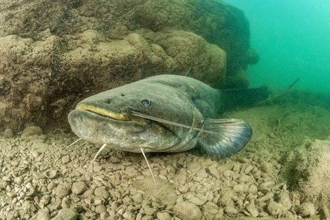Wels catfish