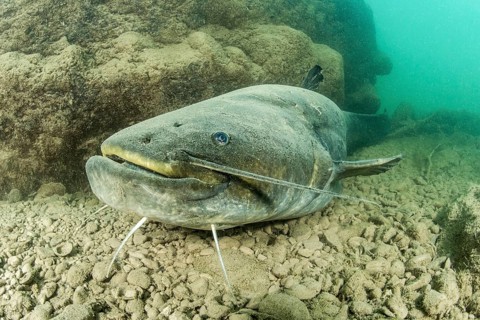 Wels catfish