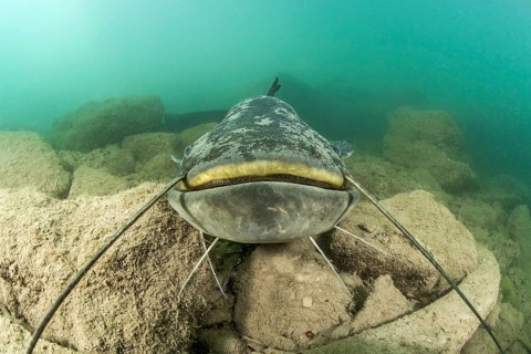 Wels catfish