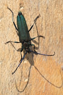 Musk beetle