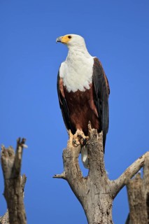 African fish eagle