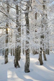 Deep snowy beech forest in Neuchatel Jura