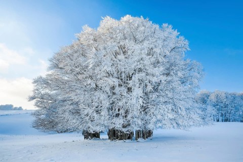 Huge beech tree covered with deep snow under blue sky in Neuchatel Jura