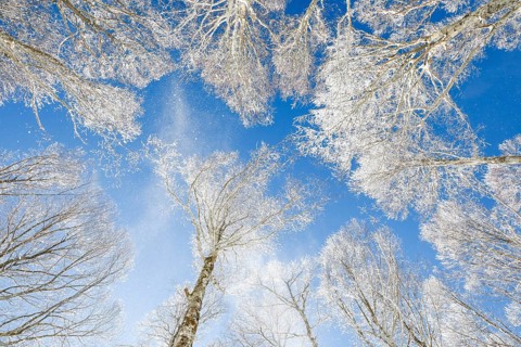 Treetops of deeply snow-covered beech forest in front of blue sky with falling hoarfrost in Neuchatel Jura