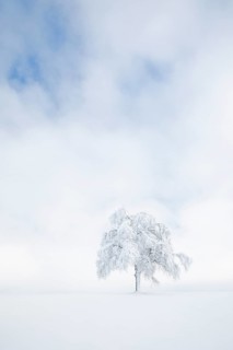 Deeply buried birch tree in Oberaegeri