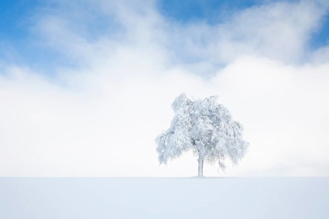 Deeply buried birch tree in Oberaegeri