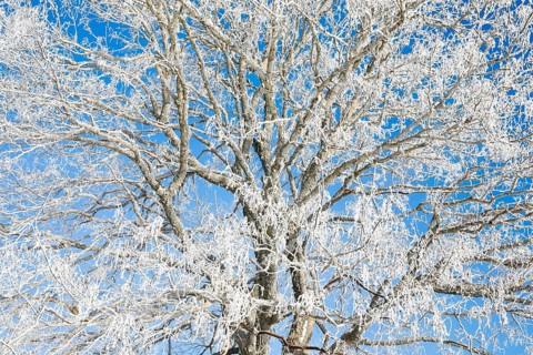 Snowy lime tree near Couvent in Valle de Traverse