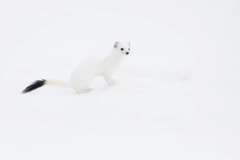 Stoat