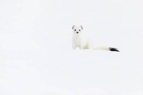 Stoat