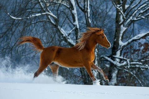 Young Arabian chestnut mare galloping through the snow