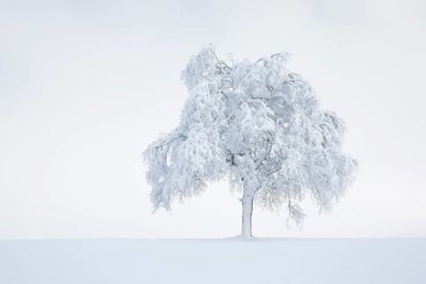 Deeply buried birch tree in Oberaegeri
