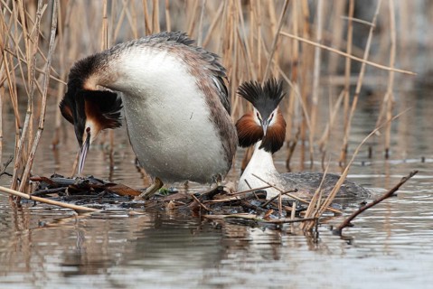 Great crested grebe