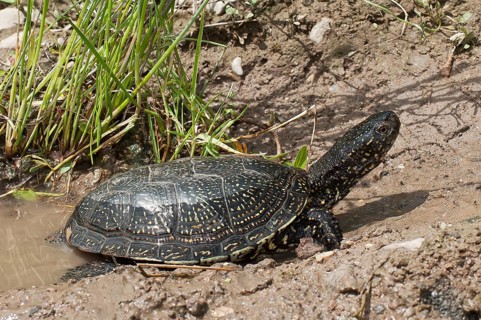 Bog turtle