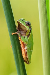 European tree frog