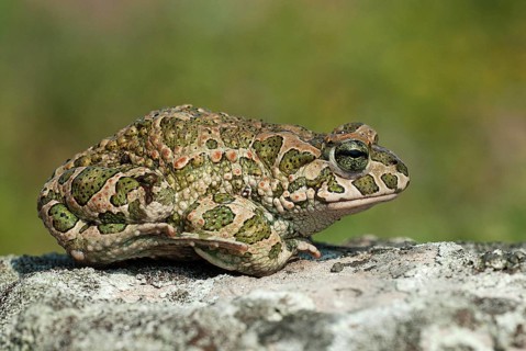 European green toad