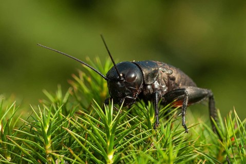 Field cricket