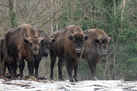 European bison