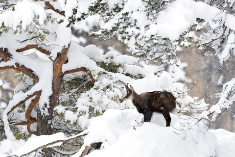 Chamois