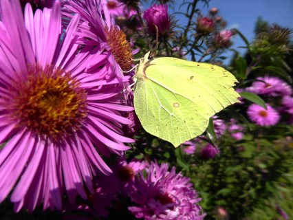 Brimstone