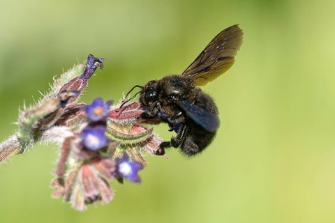 Wood bee