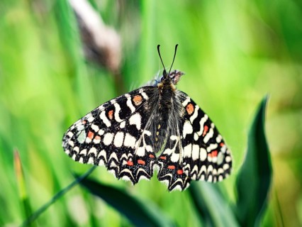 Southern festoon