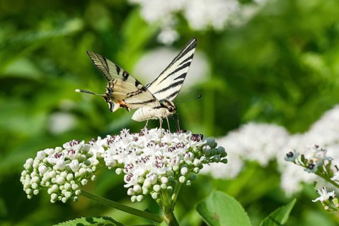 Scarce swallowtail