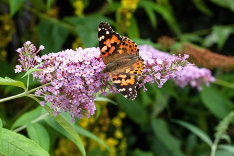 Painted lady