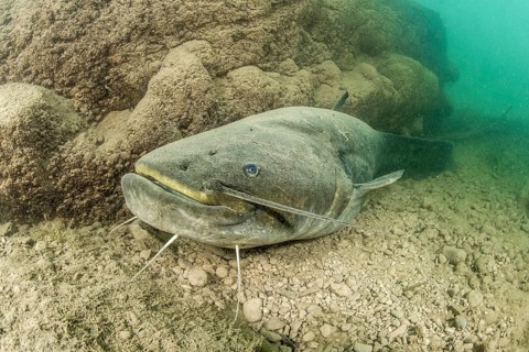 Wels catfish