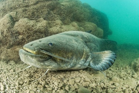 Wels catfish