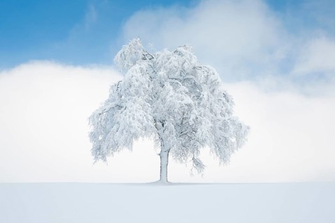 Deeply buried birch tree in Oberaegeri