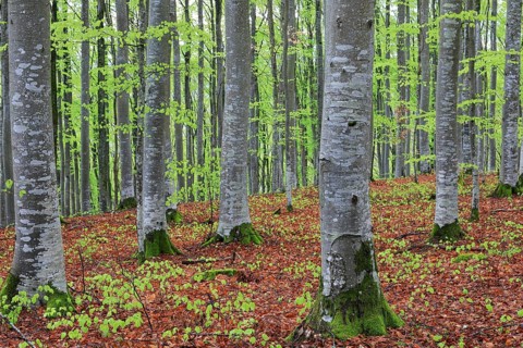 Beech