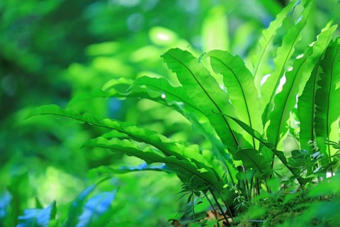 Hart's-tongue fern