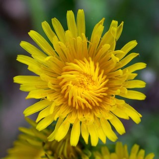 Flower of dandelion
