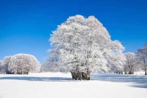 Large beech tree covered with deep snow under blue sky in Neuchatel Jura
