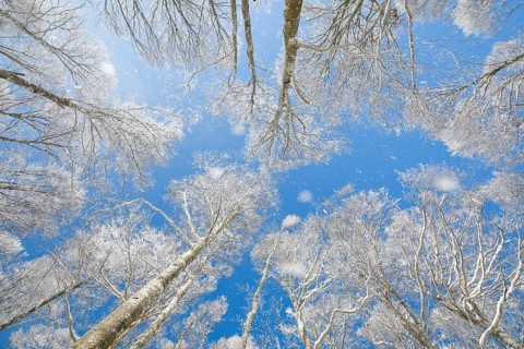 Treetops of deeply snow-covered beech forest in front of blue sky with falling hoarfrost in Neuchatel Jura
