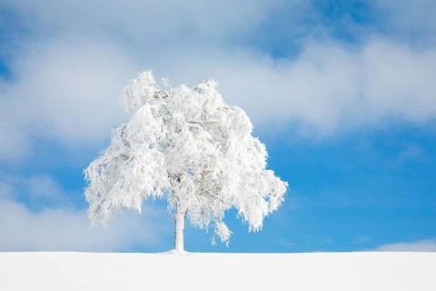 Deeply buried birch tree in Oberaegeri