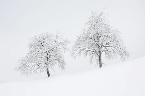Two snowy pear trees in winter