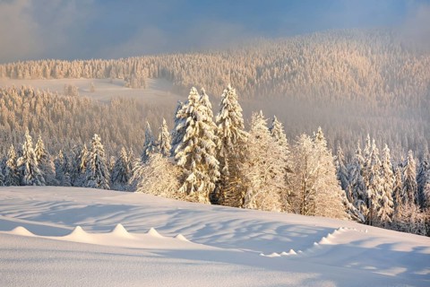 Snowy spruce forest at Ratenpass