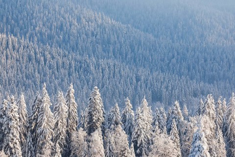 Snowy spruce forest at Ratenpass