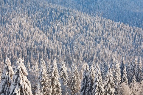 Snowy spruce forest at Ratenpass