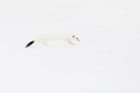 Stoat